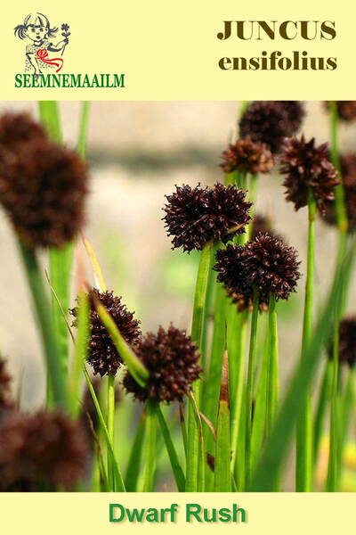 Ситник мечелистный "Звездоголовый" (Джункус) Juncus ensifolius